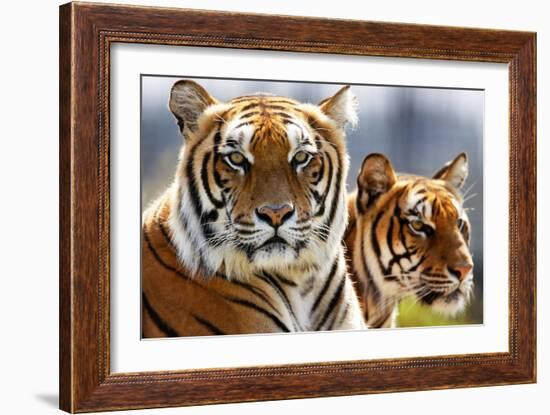 Bengal Tigers in a Zoo Enclosure-null-Framed Photo