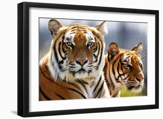 Bengal Tigers in a Zoo Enclosure-null-Framed Photo