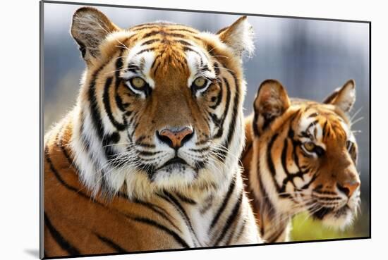 Bengal Tigers in a Zoo Enclosure-null-Mounted Photo