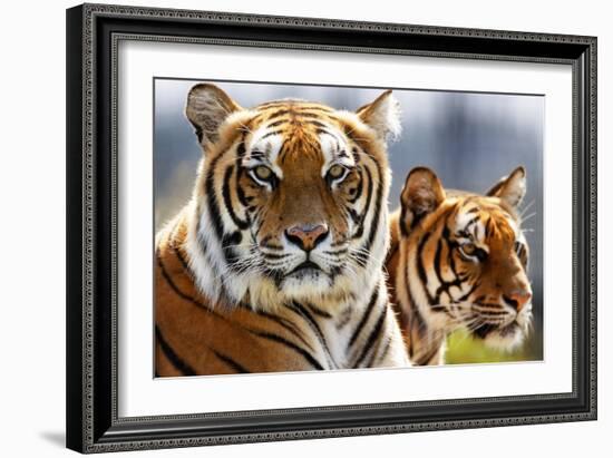 Bengal Tigers in a Zoo Enclosure-null-Framed Photo