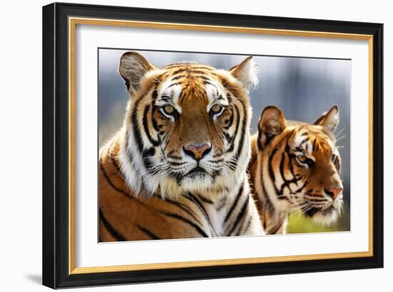 Bengal Tigers in a Zoo Enclosure-null-Framed Photo