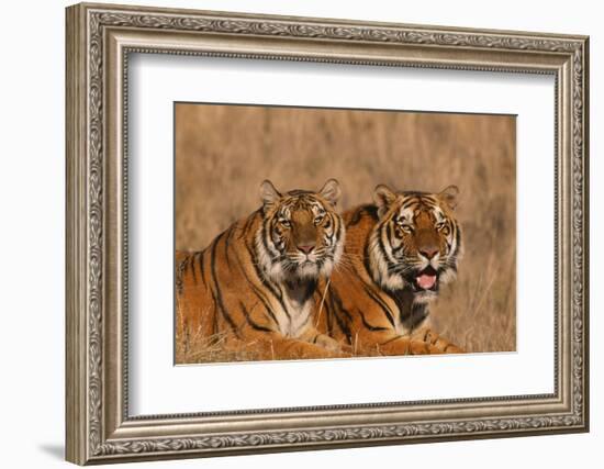 Bengal Tigers Lying in Field-DLILLC-Framed Photographic Print