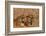 Bengal Tigers Lying in Field-DLILLC-Framed Photographic Print