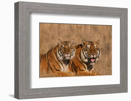 Bengal Tigers Lying in Field-DLILLC-Framed Photographic Print