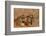 Bengal Tigers Lying in Field-DLILLC-Framed Photographic Print