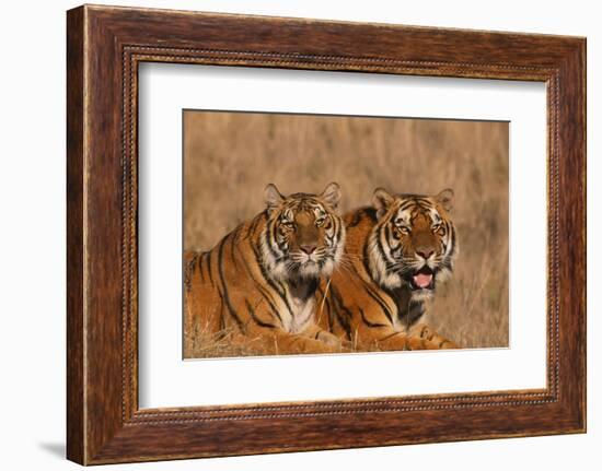 Bengal Tigers Lying in Field-DLILLC-Framed Photographic Print