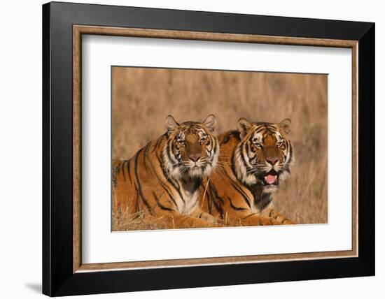 Bengal Tigers Lying in Field-DLILLC-Framed Photographic Print