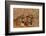 Bengal Tigers Lying in Field-DLILLC-Framed Photographic Print