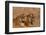 Bengal Tigers Lying in Field-DLILLC-Framed Photographic Print