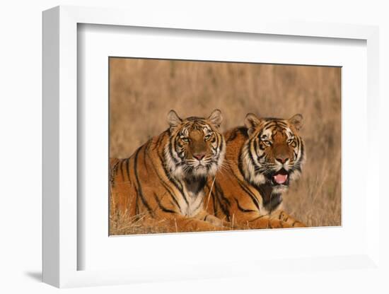 Bengal Tigers Lying in Field-DLILLC-Framed Photographic Print