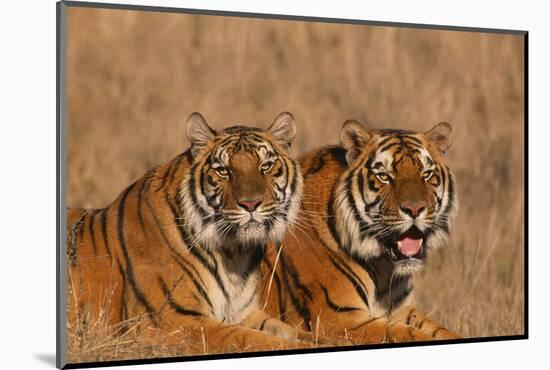 Bengal Tigers Lying in Field-DLILLC-Mounted Photographic Print