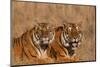 Bengal Tigers Lying in Field-DLILLC-Mounted Photographic Print