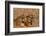 Bengal Tigers Lying in Field-DLILLC-Framed Photographic Print