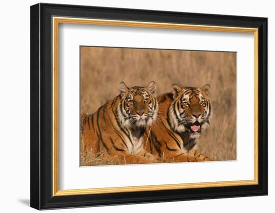 Bengal Tigers Lying in Field-DLILLC-Framed Photographic Print