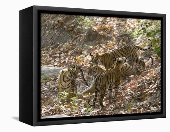 Bengal Tigers, Panthera Tigris Tigris, Bandhavgarh National Park, Madhya Pradesh, India-Thorsten Milse-Framed Premier Image Canvas