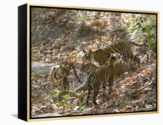 Bengal Tigers, Panthera Tigris Tigris, Bandhavgarh National Park, Madhya Pradesh, India-Thorsten Milse-Framed Premier Image Canvas