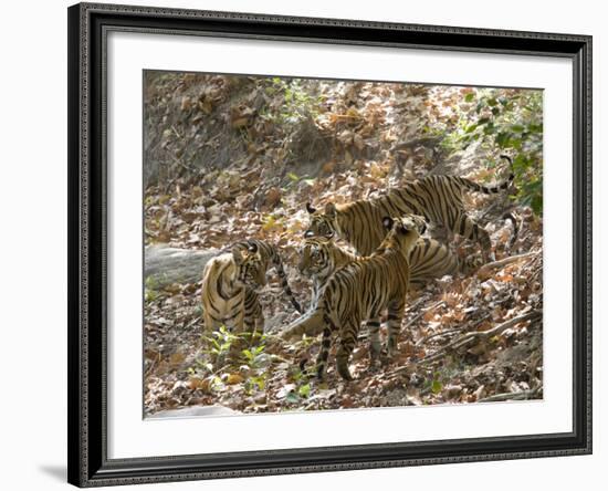 Bengal Tigers, Panthera Tigris Tigris, Bandhavgarh National Park, Madhya Pradesh, India-Thorsten Milse-Framed Photographic Print