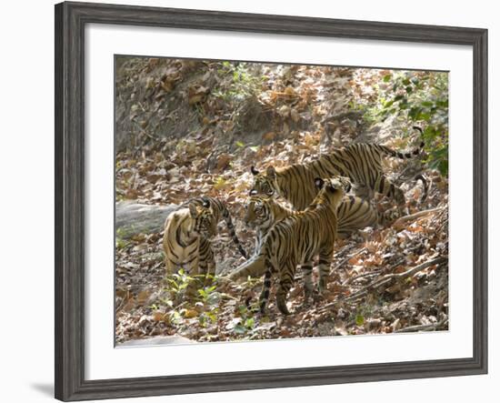 Bengal Tigers, Panthera Tigris Tigris, Bandhavgarh National Park, Madhya Pradesh, India-Thorsten Milse-Framed Photographic Print