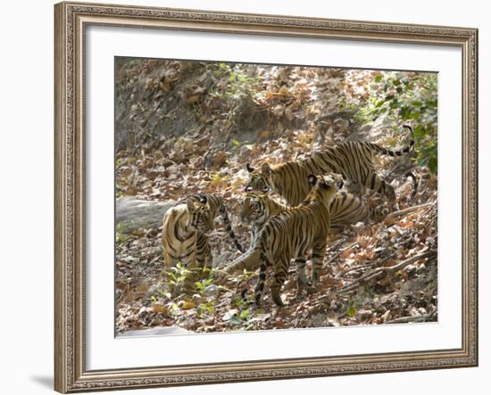 Bengal Tigers, Panthera Tigris Tigris, Bandhavgarh National Park, Madhya Pradesh, India-Thorsten Milse-Framed Photographic Print