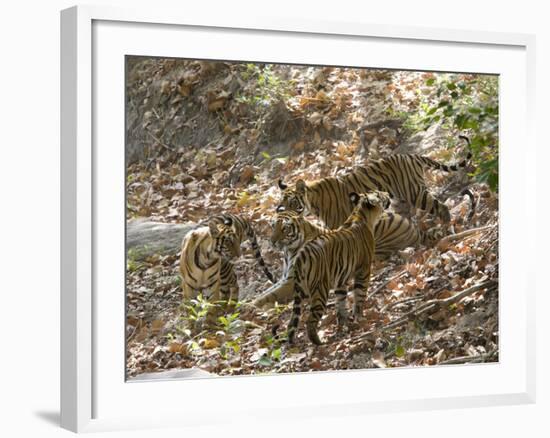 Bengal Tigers, Panthera Tigris Tigris, Bandhavgarh National Park, Madhya Pradesh, India-Thorsten Milse-Framed Photographic Print
