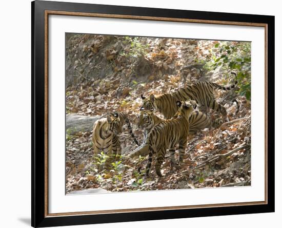 Bengal Tigers, Panthera Tigris Tigris, Bandhavgarh National Park, Madhya Pradesh, India-Thorsten Milse-Framed Photographic Print