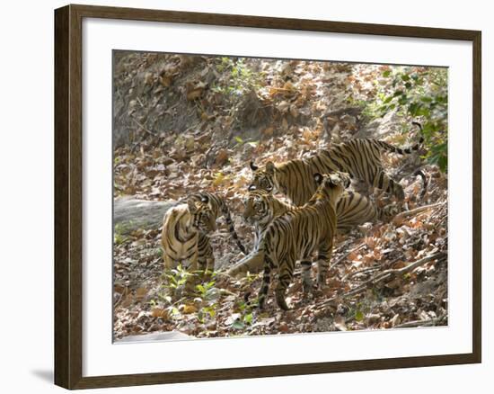 Bengal Tigers, Panthera Tigris Tigris, Bandhavgarh National Park, Madhya Pradesh, India-Thorsten Milse-Framed Photographic Print