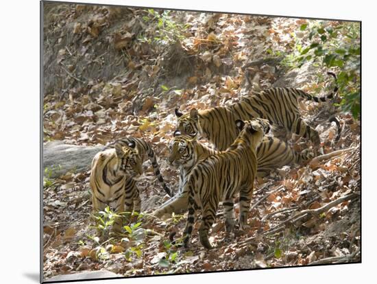 Bengal Tigers, Panthera Tigris Tigris, Bandhavgarh National Park, Madhya Pradesh, India-Thorsten Milse-Mounted Photographic Print