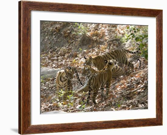 Bengal Tigers, Panthera Tigris Tigris, Bandhavgarh National Park, Madhya Pradesh, India-Thorsten Milse-Framed Photographic Print