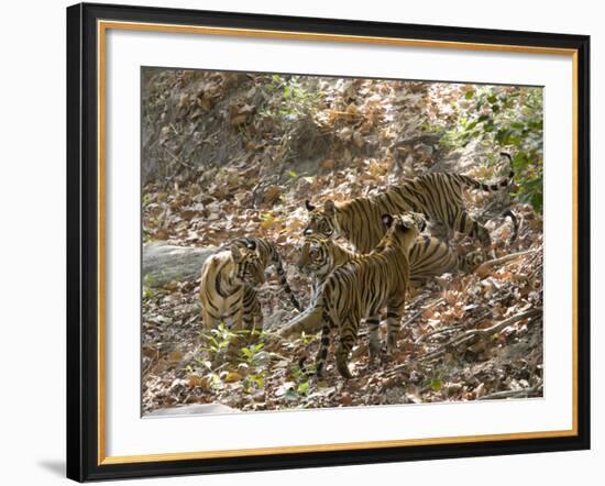 Bengal Tigers, Panthera Tigris Tigris, Bandhavgarh National Park, Madhya Pradesh, India-Thorsten Milse-Framed Photographic Print