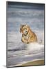 Bengal Tigers, Panthera Tigris-Stuart Westmorland-Mounted Photographic Print