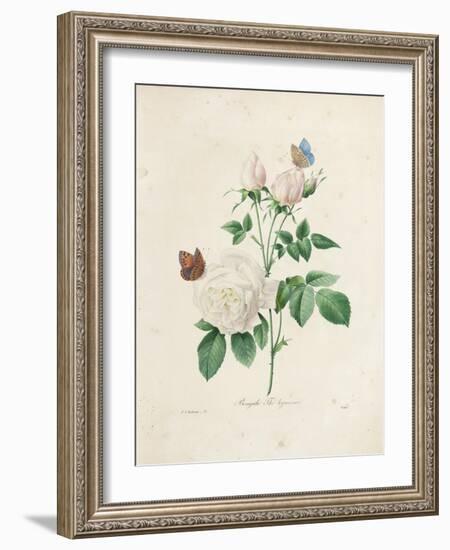 Bengale Thé Hyménée-Pierre-Joseph Redouté-Framed Giclee Print