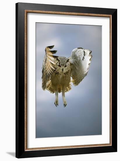 Bengalese Eagle Owl In Flight-Linda Wright-Framed Photographic Print