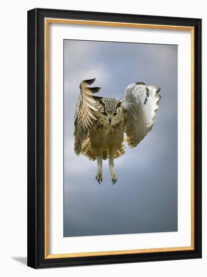 Bengalese Eagle Owl In Flight-Linda Wright-Framed Photographic Print