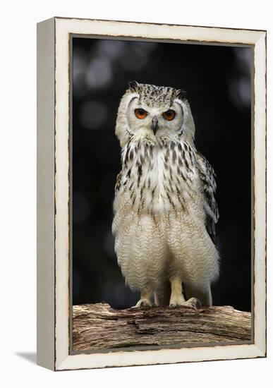 Bengalese Eagle Owl-Linda Wright-Framed Premier Image Canvas