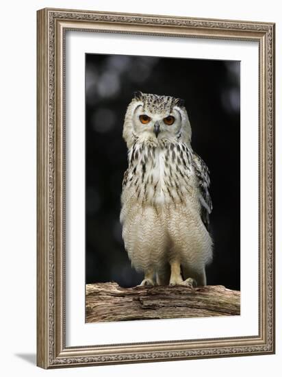 Bengalese Eagle Owl-Linda Wright-Framed Photographic Print