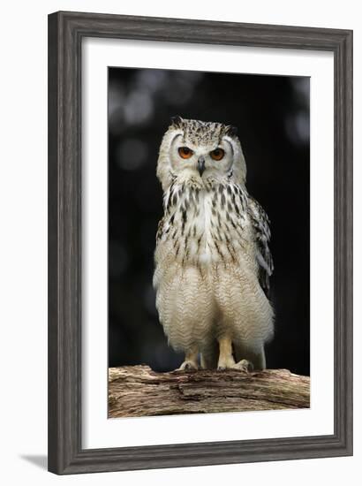 Bengalese Eagle Owl-Linda Wright-Framed Photographic Print