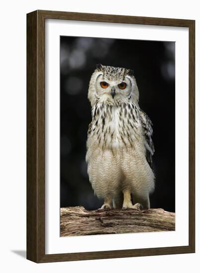 Bengalese Eagle Owl-Linda Wright-Framed Photographic Print
