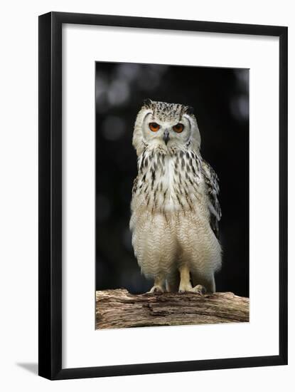 Bengalese Eagle Owl-Linda Wright-Framed Photographic Print