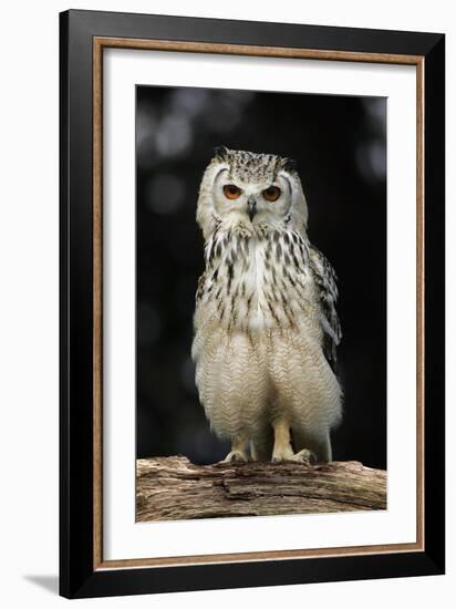 Bengalese Eagle Owl-Linda Wright-Framed Photographic Print