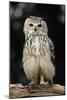 Bengalese Eagle Owl-Linda Wright-Mounted Photographic Print