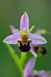 Bee Orchid, Lorraine Regional Natural Park, France-Benjamin Barthelemy-Photographic Print