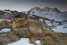 Close-Up of a Red Fox (Vulpes Vulpes) Resting-Benjamin Barthelemy-Framed Photographic Print