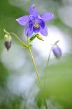 Bee Orchid, Lorraine Regional Natural Park, France-Benjamin Barthelemy-Photographic Print