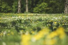 Flower meadow-Benjamin Engler-Photographic Print