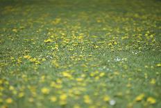 Flower meadow-Benjamin Engler-Photographic Print