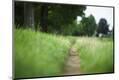 Photographic Print