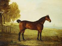 The Chestnut Hunter 'Berry Brown' in a Field by an Estuary, with Sailing Ships in the Distance-Benjamin Marshall-Giclee Print