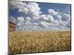 Photographic Print