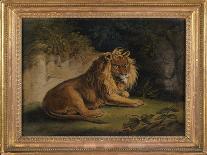 Tiger in a Jungle Landscape-Benjamin Zobel-Framed Giclee Print