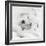 Benjamin-Rachael Hale-Framed Photo